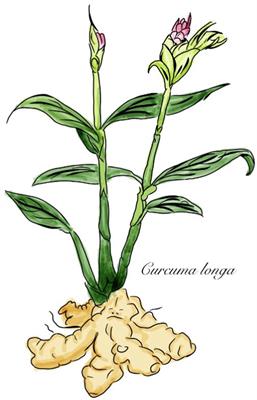 Turmeric: from spice to cure. A review of the anti-cancer, radioprotective and anti-inflammatory effects of turmeric sourced compounds